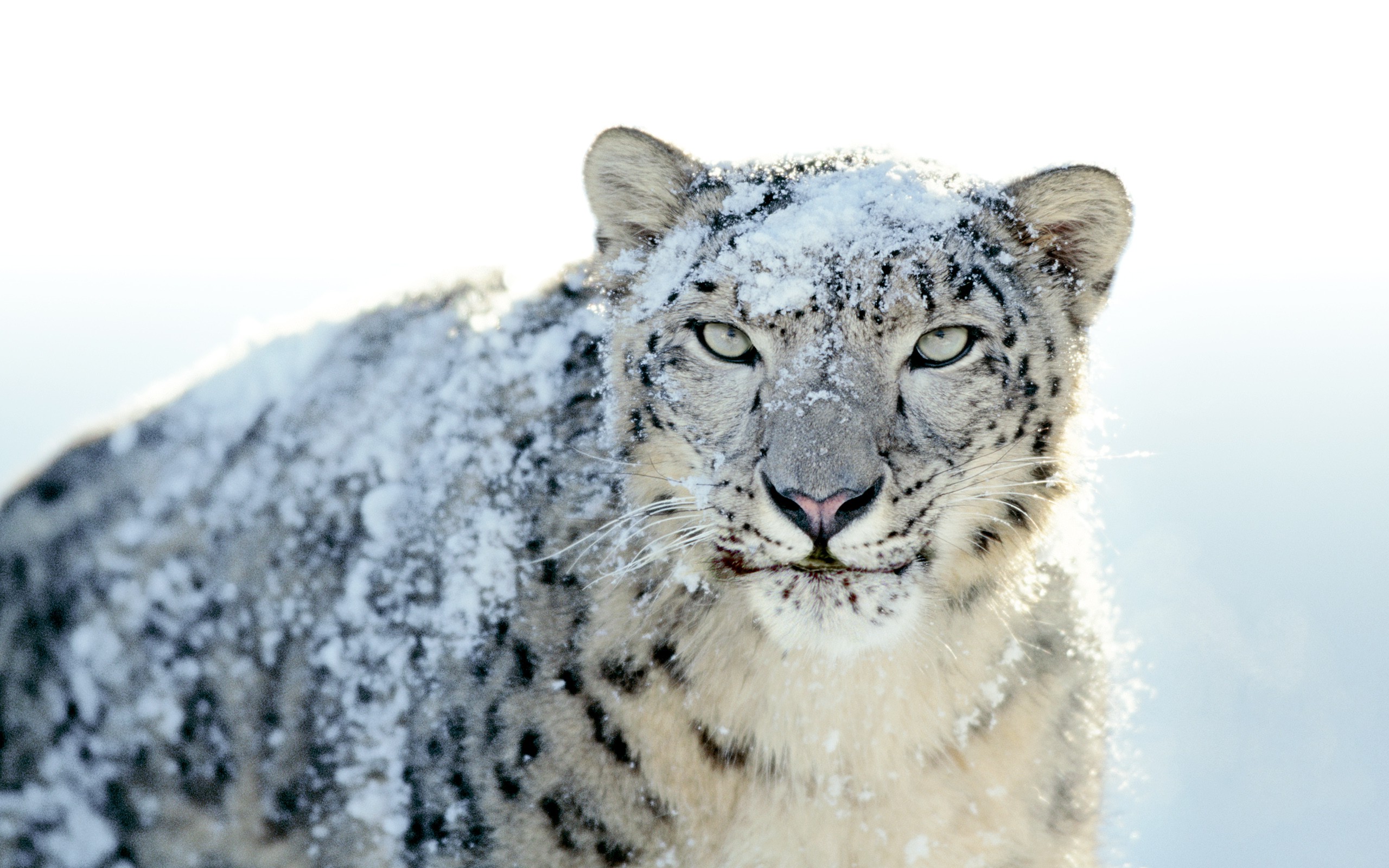 Download Frostwire For Mac Snow Leopard